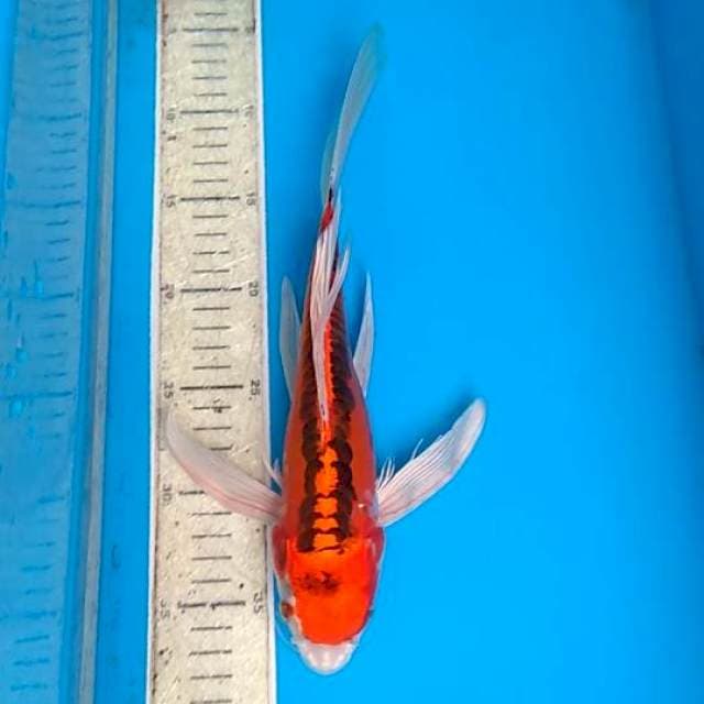 Kumpay 30cm