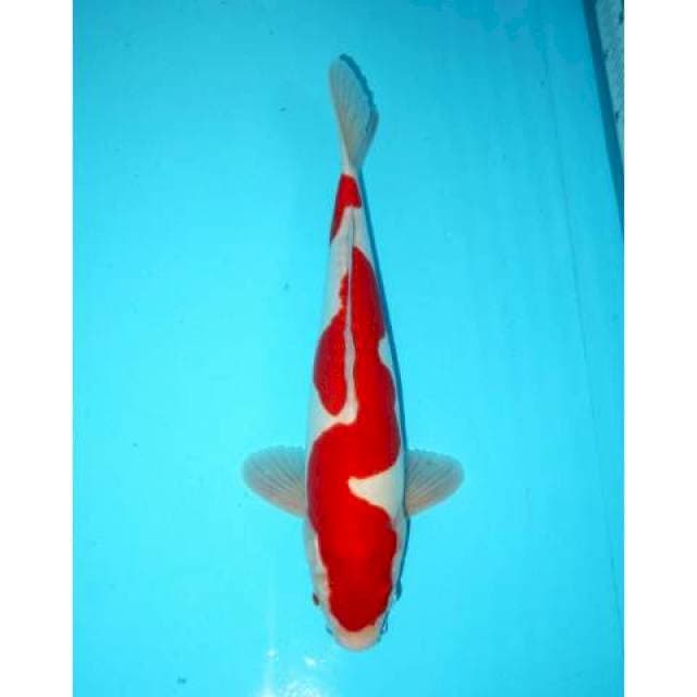 Kohaku Doitsu 35 cm