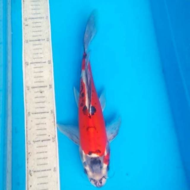 Kumpay kiko 32cm