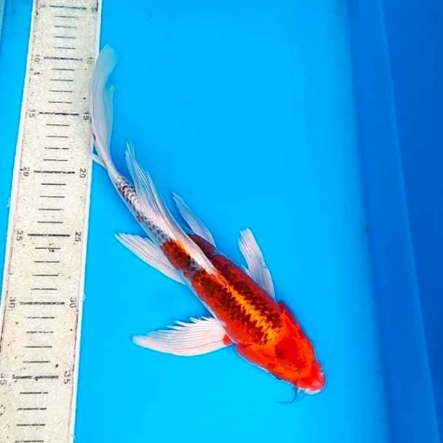 Kumpay kojaku 31cm