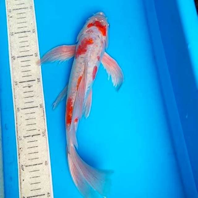 kumpay kojaku 36cm