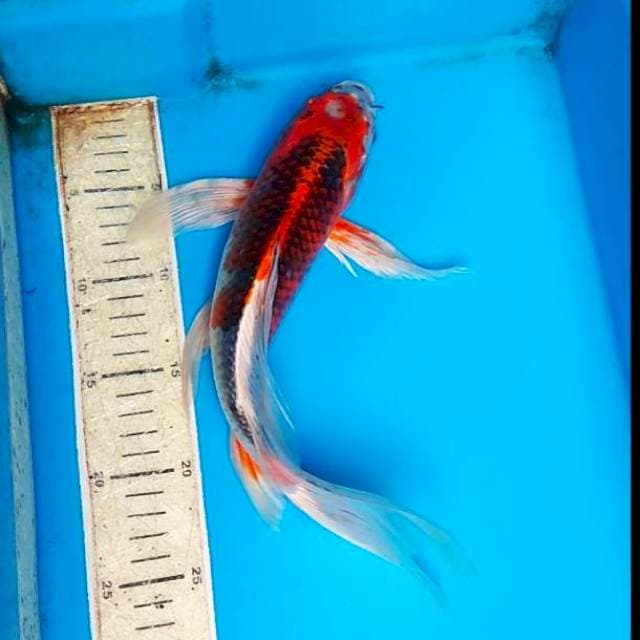 Kumpay kajaku 31cm