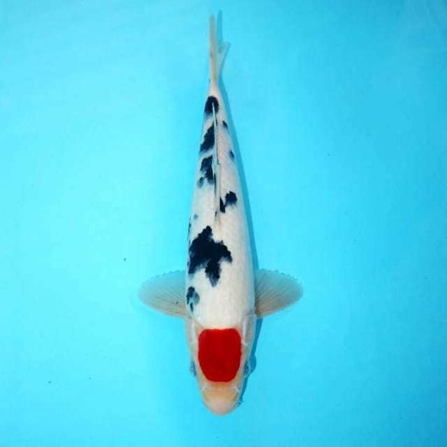 Tancho Sanke 28 cm
