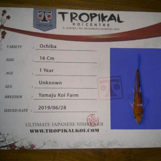 Ochiba (Yamaju) 16 cm. Import dan Sertifikat