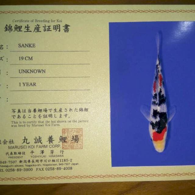 Sanke (Marusei) 19cm. Import dan Sertifikat