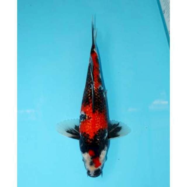 Showa Ginrin 28 cm