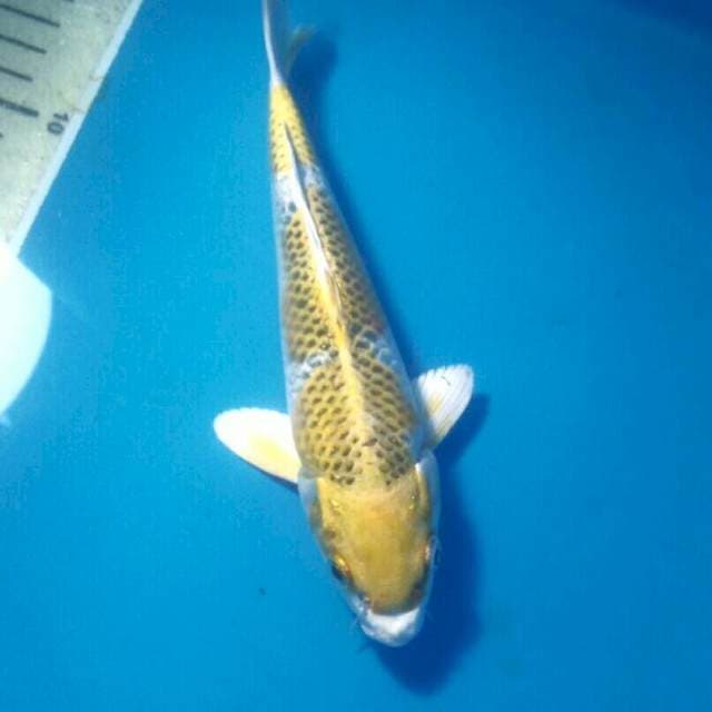 Yellow Kujaku 19 cm