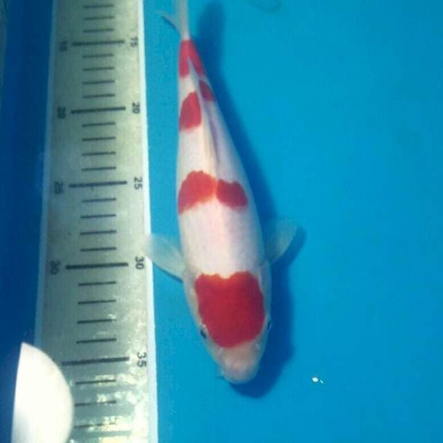 Kohaku 25 cm