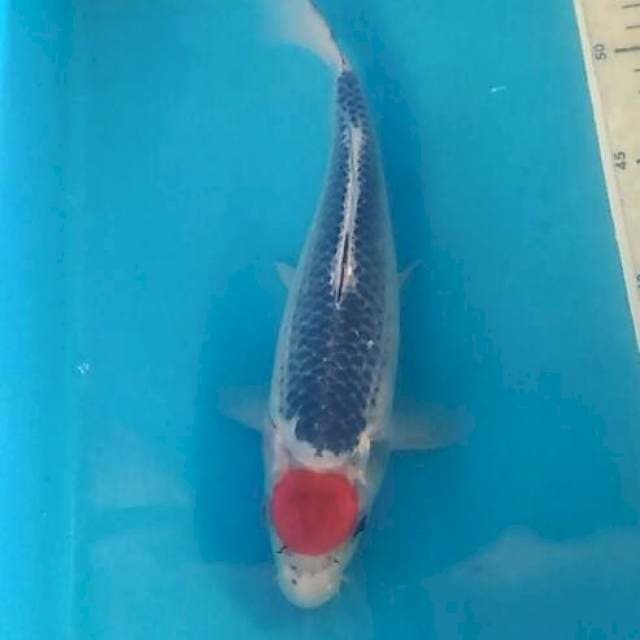 Tancho Goshiki 25 cm
