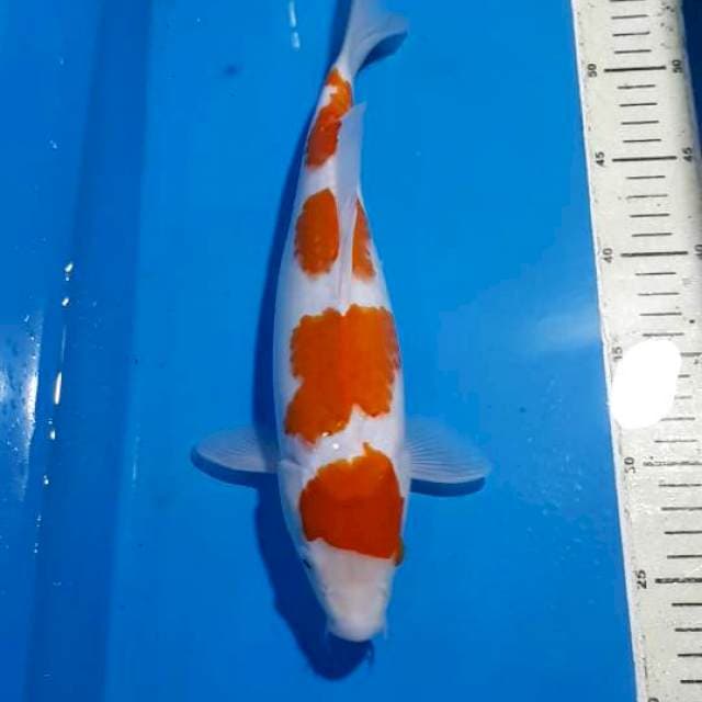 KOHAKU 4 STEEP 33 CM