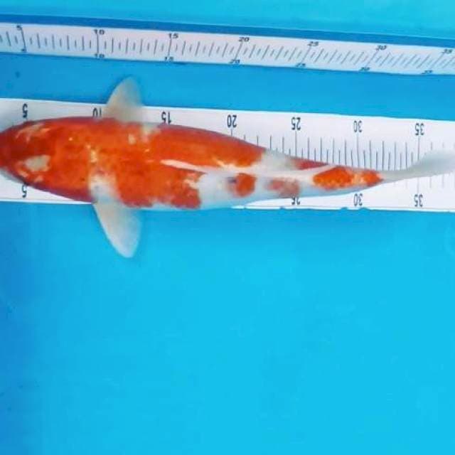 2. Goshiki Jumbo || 38 cm