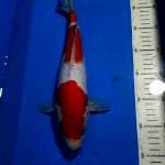KOHAKU BULKY 34 CM