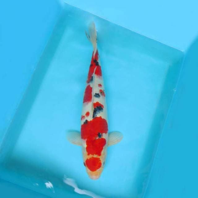6. JUNAKOI ( MARUTEN SANKE SAKURA )