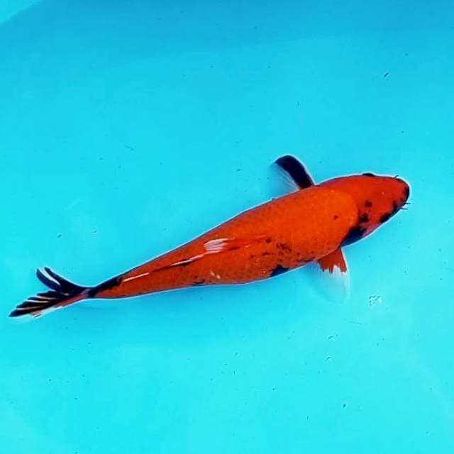 6. Hi Showa || 39 cm