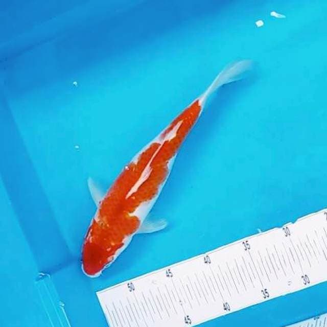 8. Kohaku Axe || 32 cm