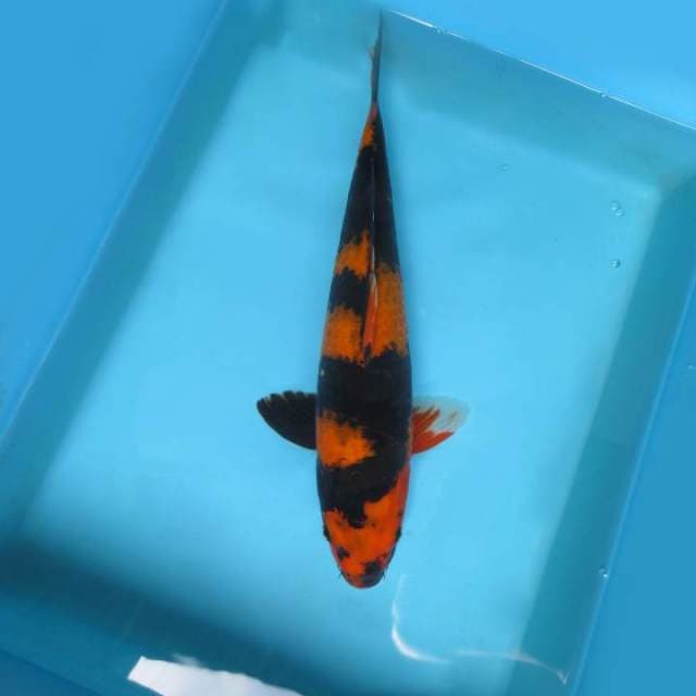 7. JUNAKOI ( HI UTSURI PROSPECT )