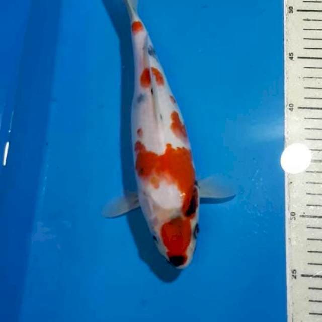 SHOWA 29 CM