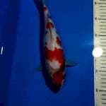 SHOWA 29 CM