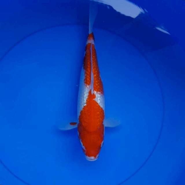 Kohaku ginrin 32cm
