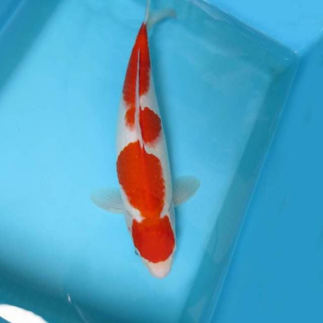 9. JUNAKOI ( KOHAKU MARU )