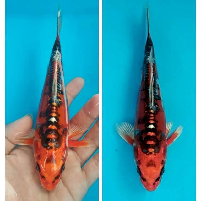 Mini hi kujaku doitsu 20cm