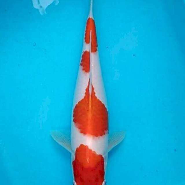 Smooth kohaku original pattern 30bu
