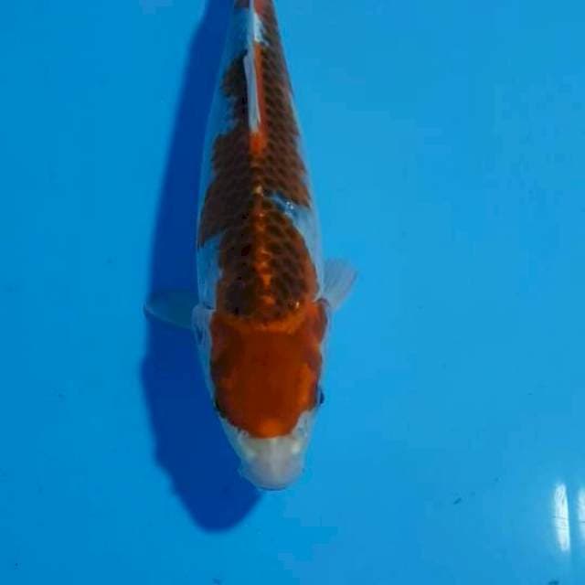 GOSHIKI 34cm