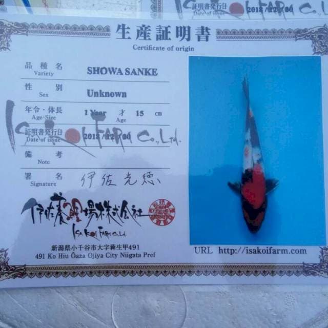 Showa isa koi farm