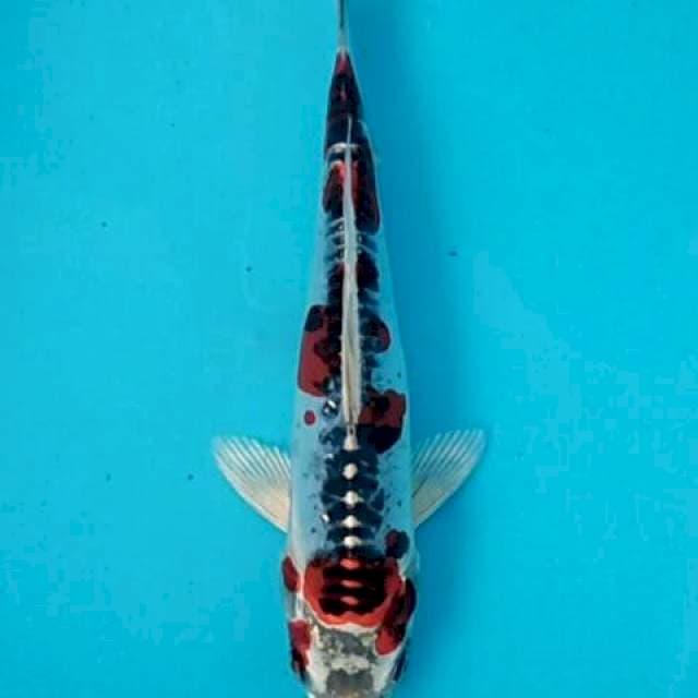 Beni kiko redblood spot 22cm