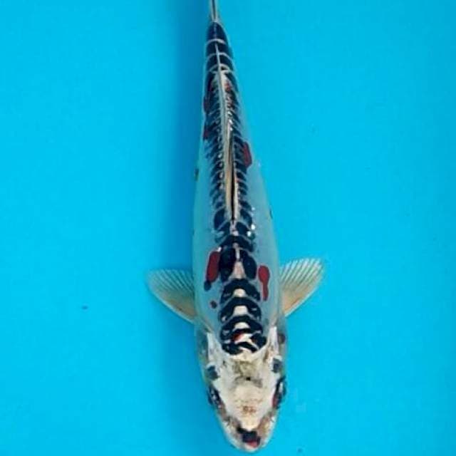 Baby kawari antik ring lurus 21cm