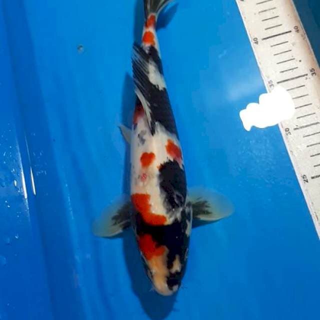 SHOWA 33 CM