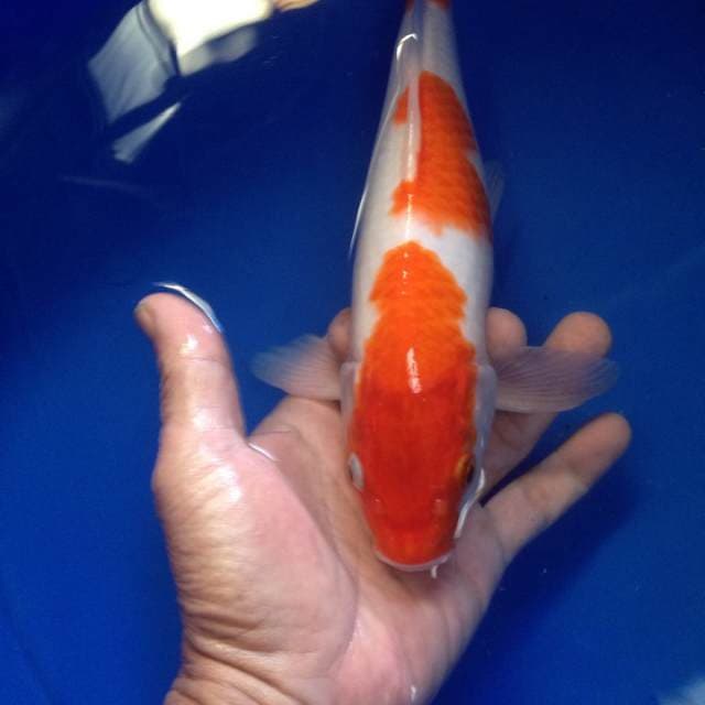 kohaku 3step