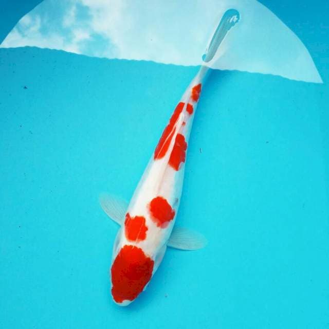 Maruten kohaku*28cm