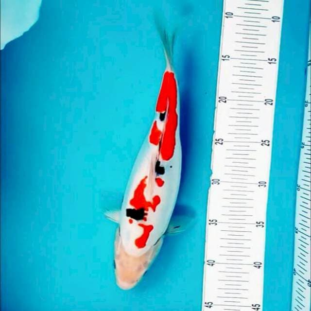 Benikumon*32cm