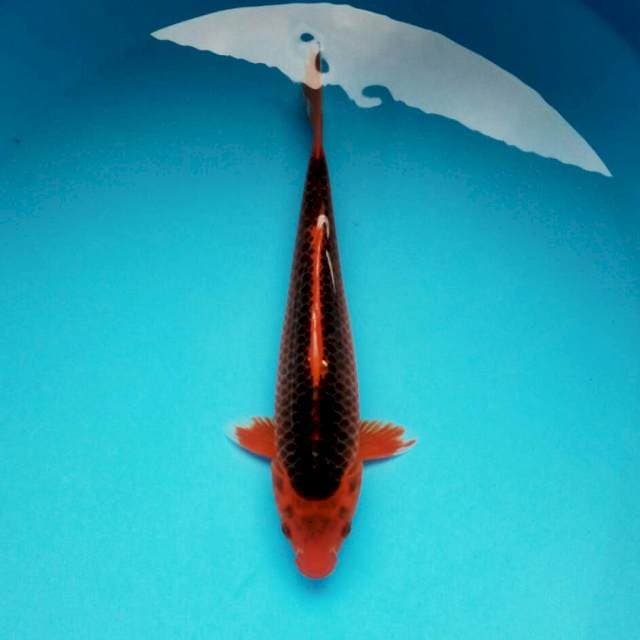 Matsuba ciamix*30cm