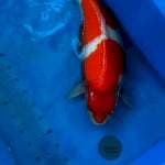 Kohaku Import 70bu