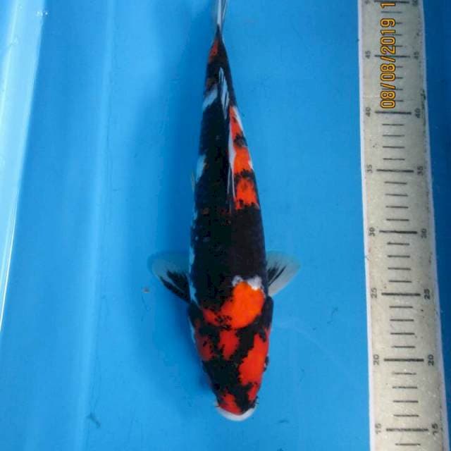 Sansoku35bu