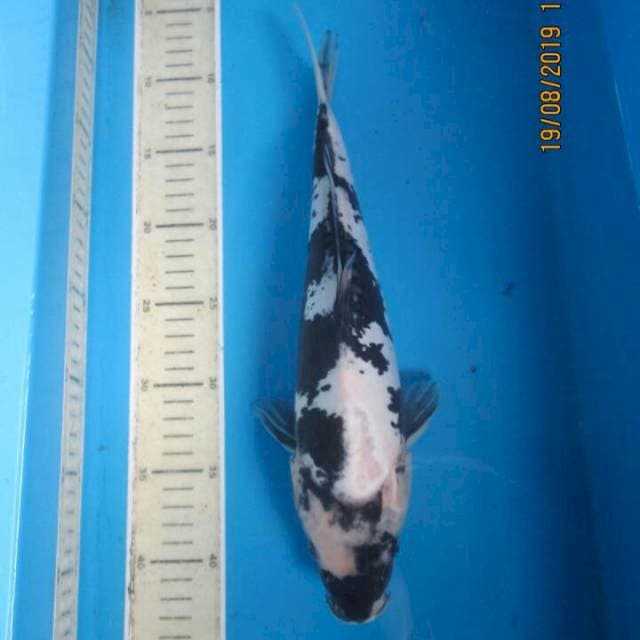 Nagata doitsu35cm