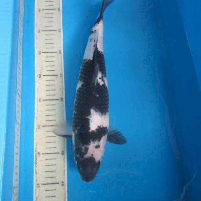 Nagata35cm