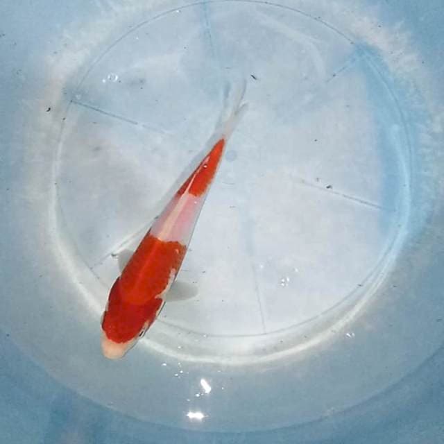 Kohaku 