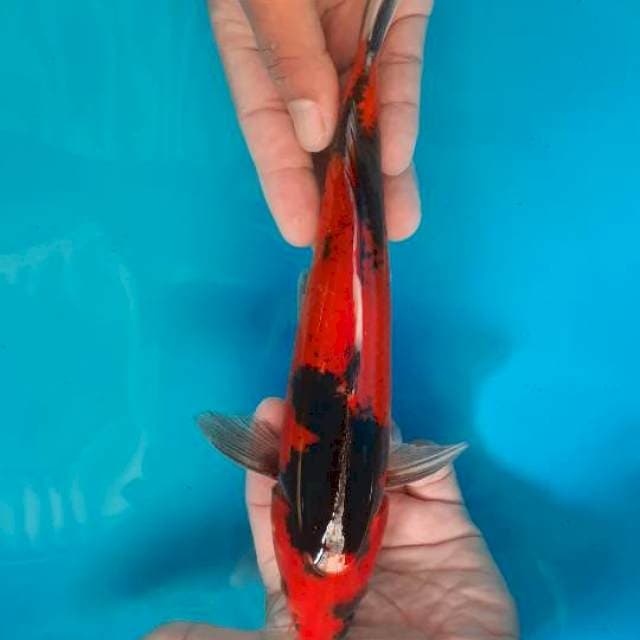 Utsuri