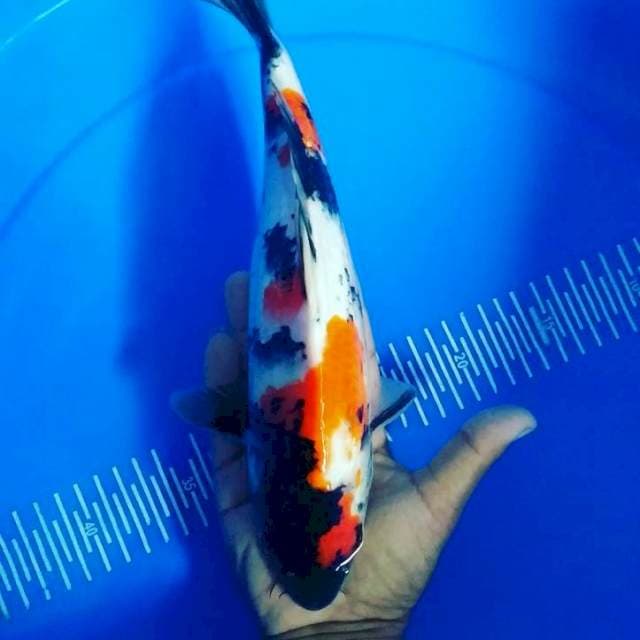Showa 30cm