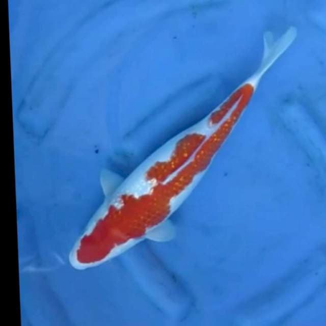 Jumbo Kohaku Full Ginrin - Tosai , 40cm