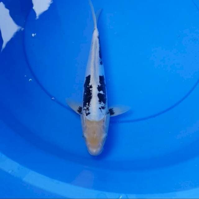 Kumonriyu tategoi 30 cm