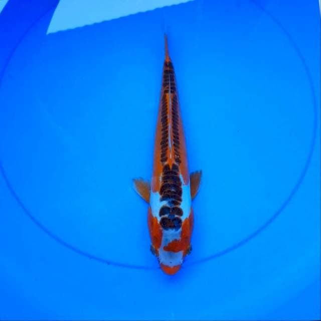 Hana shusui 29 cm