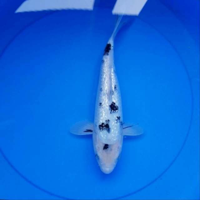 Bekko ginrin full 30cm
