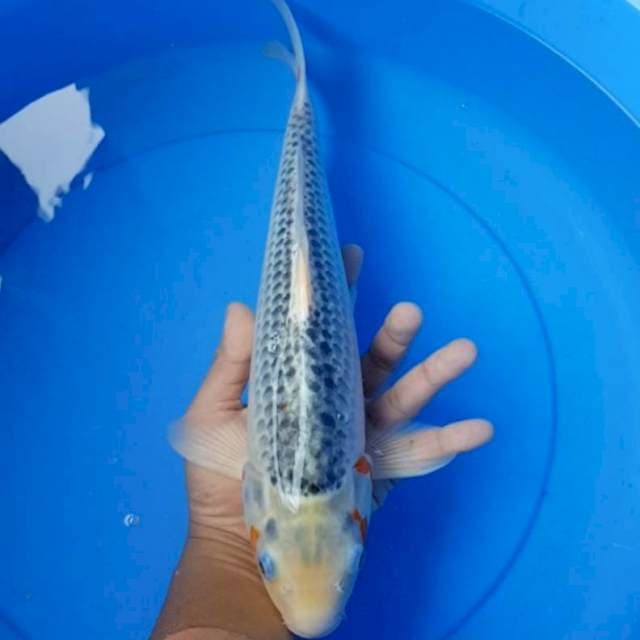 Asagi f1 40 bu
