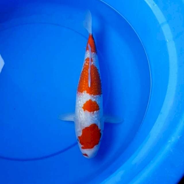 Kohaku ginrin 35cm