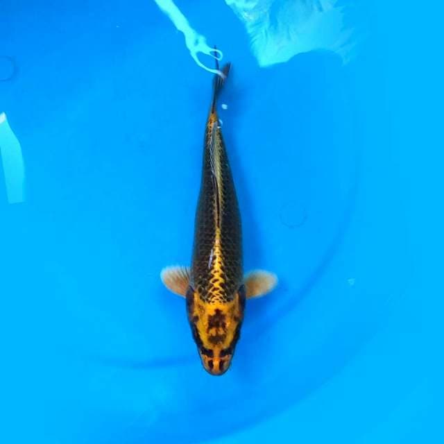 Kawarimono 25 cm
