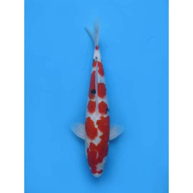 Sanke Pola Cantik Ori , 38cm